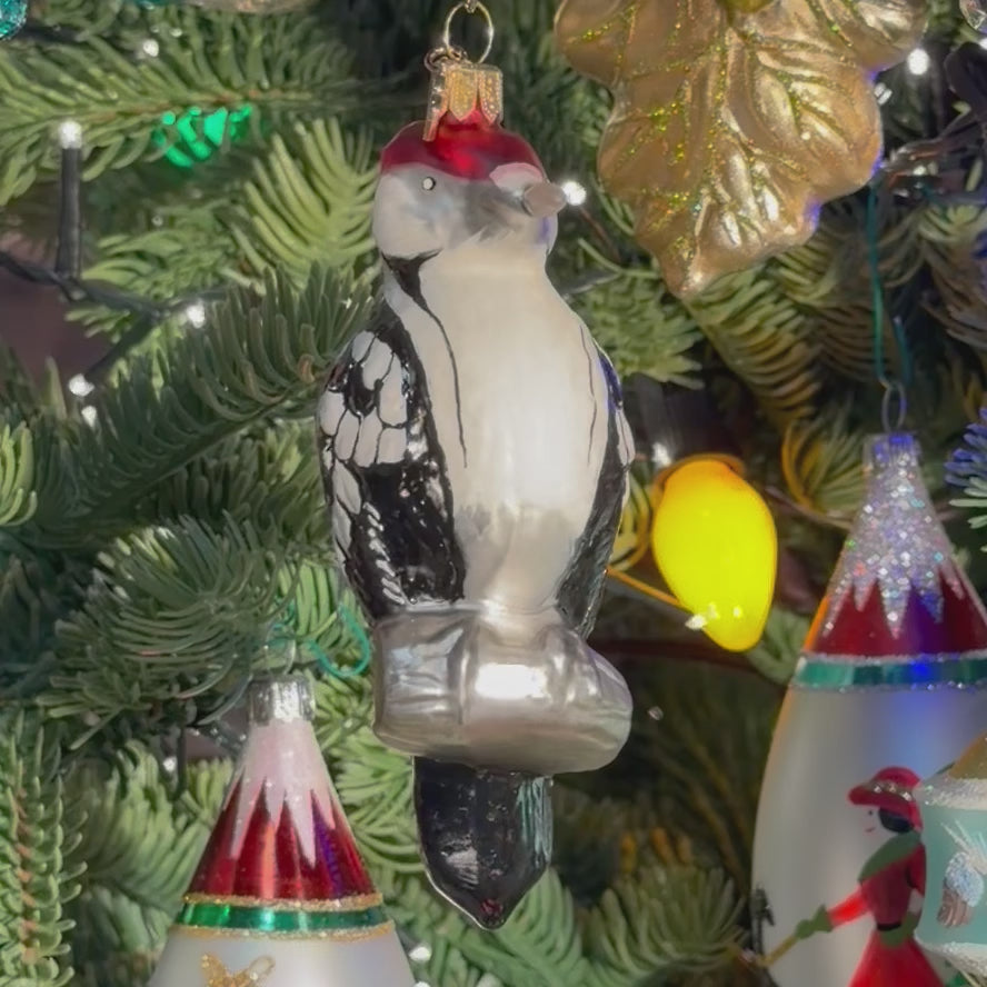 Acorn Woodpecker (Melanerpes formicivorus)-TDC Woodland Christmas Collection